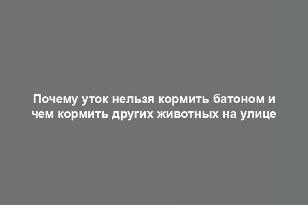 Почему уток нельзя кормить батоном и чем кормить других животных на улице