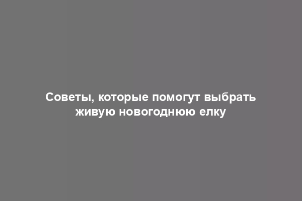 Советы, которые помогут выбрать живую новогоднюю елку